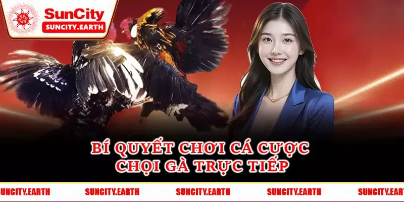 Bí quyết chơi cá cược chọi gà trực tiếp Bí quyết chơi cá cược chọi gà trực tiếp