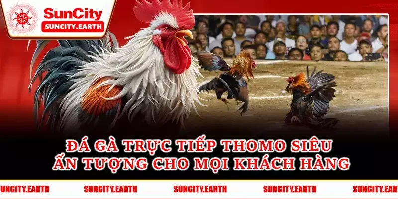 Đá Gà Trực Tiếp Thomo Siêu Ấn Tượng Cho Mọi Khách Hàng