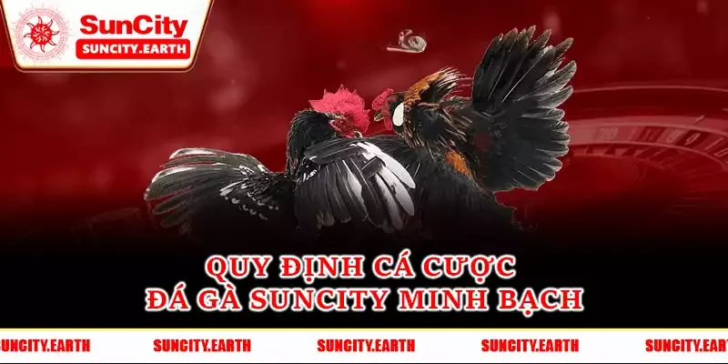 Quy định cá cược đá gà Suncity minh bạch Quy định cá cược đá gà Suncity minh bạch